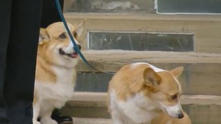 "C'est pour m'achever" : l'apparition des corgis de la reine Elizabeth II fait chialer tout le monde