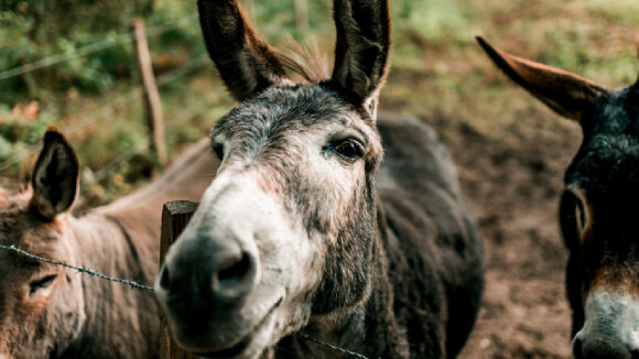 Nous venons de résoudre l'un des grands mystères de l'histoire naturelle : d'où diable venaient les ânes ?