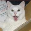 LOLcats : "Surprise, tu as reçu un LOLcat"