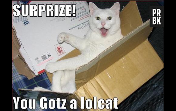LOLcats : "Surprise, tu as reçu un LOLcat"