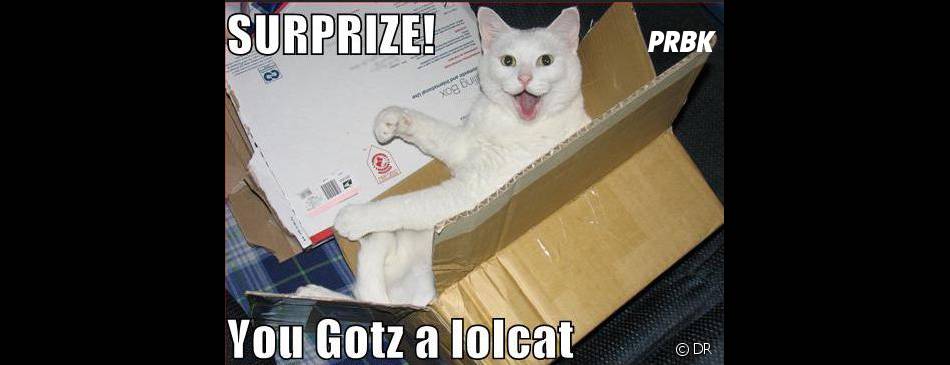 LOLcats : &quot;Surprise, tu as reçu un LOLcat&quot;