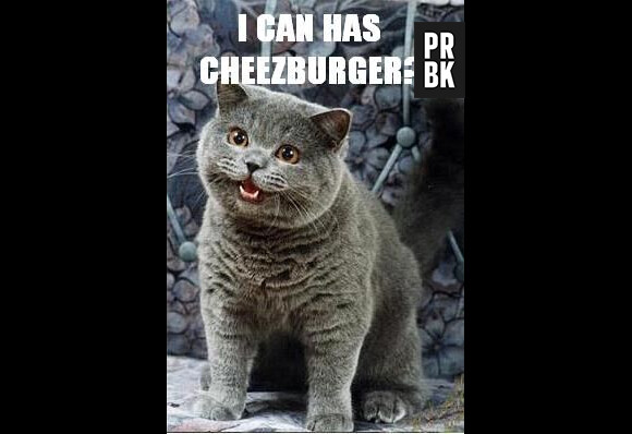 Le LOLcats le plus célèbre