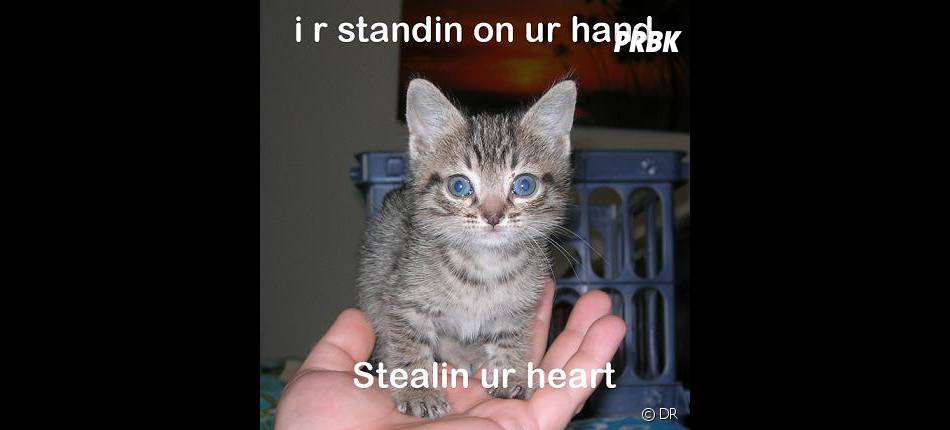 LOLcats : &quot;Je suis sur assis sur ta main et vole ton coeur&quot;