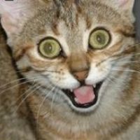 Twitter : les #lolcats imposent leur langue, chat alors !