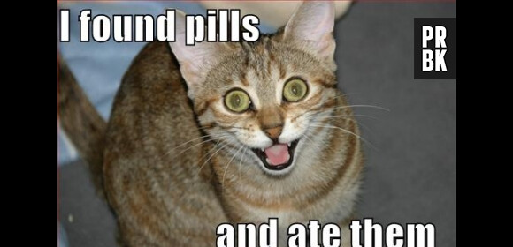 LOLcats : "J'ai trouvé des pillules...et je les ai mangé"