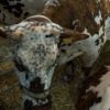 Le méthane émis par les vaches a-t-il pollué l'air du salon de l'agriculture ?