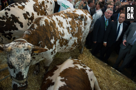 Le méthane émis par les vaches a-t-il pollué l'air du salon de l'agriculture ?