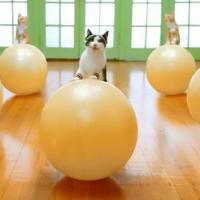 Lolcat : cours de gym sur fond de house music