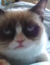 Grumpy Cat est la star d'internet