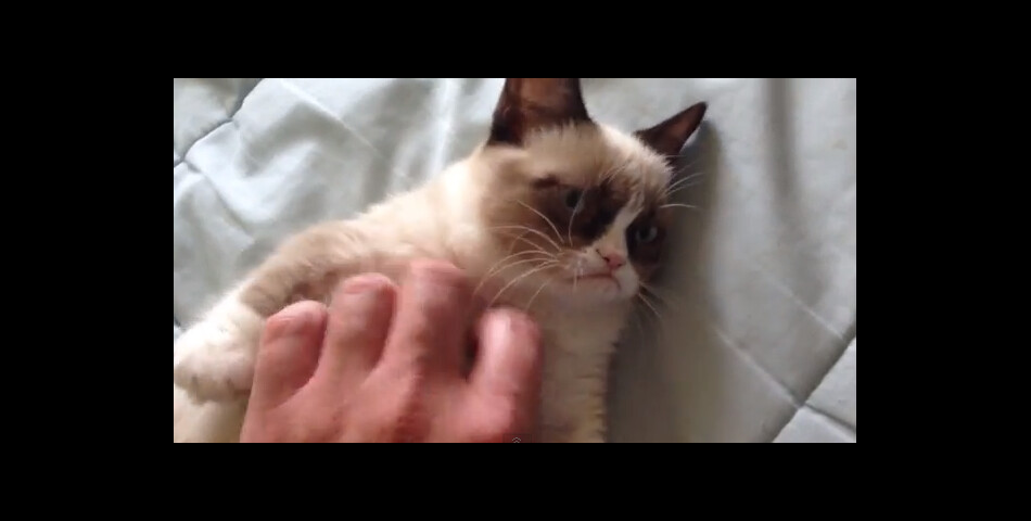 Un film sur Grumpy Cat est en préparation