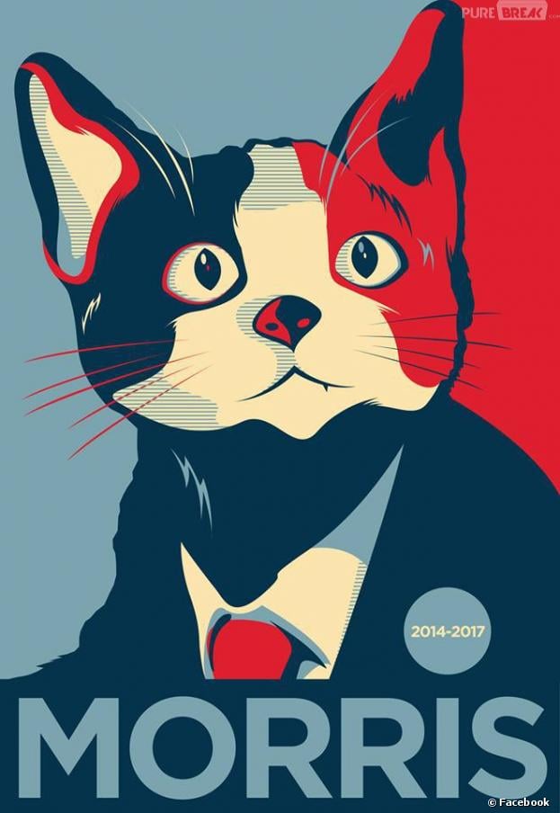Morris, le premier chat maire ? Yes we cat !
