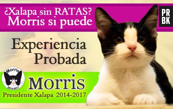 Morris en lice pour devenir maire au Mexique