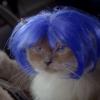 La dernière publicité de la marque Popchips met en scène des chats à perruque