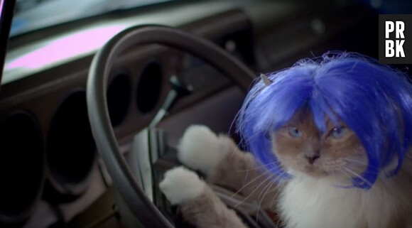 La dernière publicité de la marque Popchips met en scène des chats à perruque