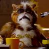 La dernière publicité de Popchips met en scène des chats à perruque et Katy Perry