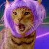 Des chats à perruque dans la dernière publicité déjantée de Popchips avec Katy Perry en guest