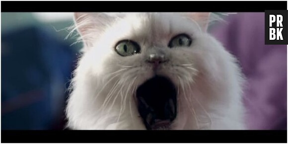 Teaser du single Roar de Katy Perry : attention, chat méchant