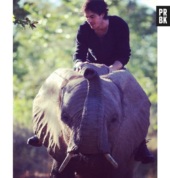 Ian Somerhalder, grand défenseur des animaux