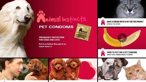 Quand les Américains inventent les préservatifs pour chiens et chats