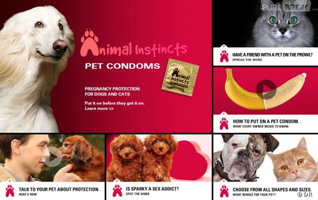 Des préservatifs pour chiens et chats : la dernière campagne virale de la SPA de San Fransisco pour inciter à la stérilisation