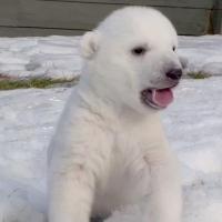 [VIDEOS] Un ours polaire et un chat découvrent la neige pour la première fois