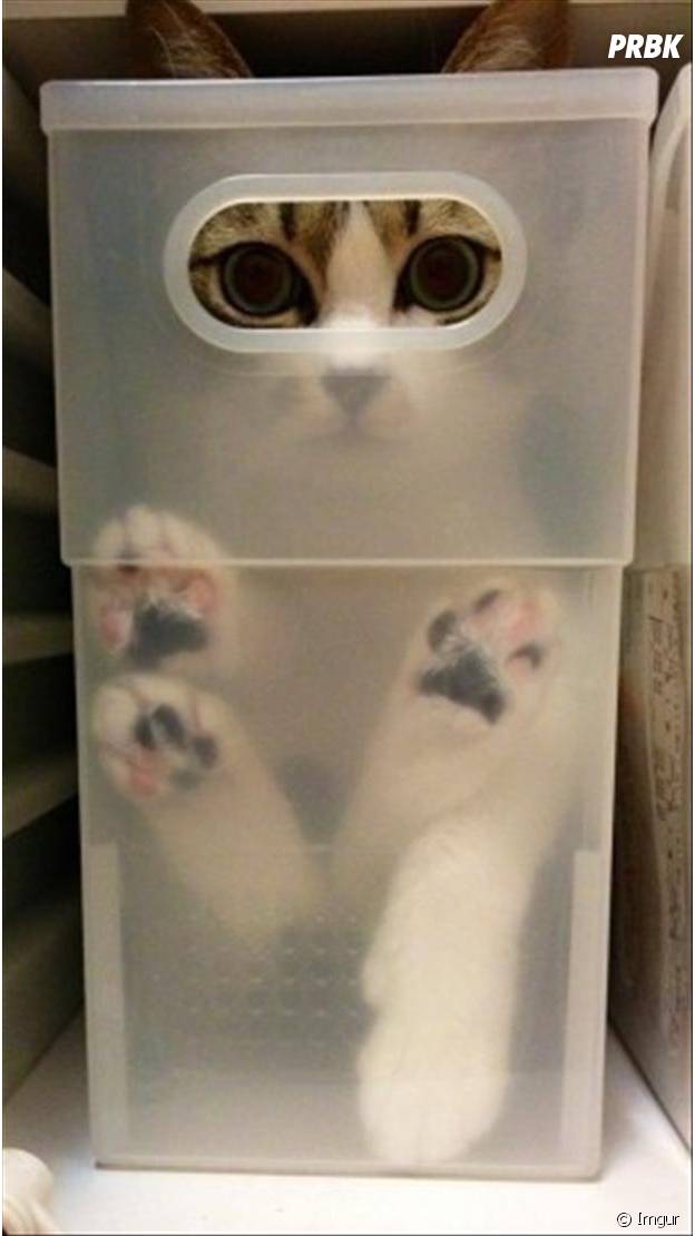 Photos Les Chats Les Plus Nuls A Cache Cache Purebreak