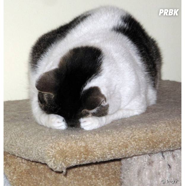 Photos Les Chats Les Plus Nuls A Cache Cache Purebreak