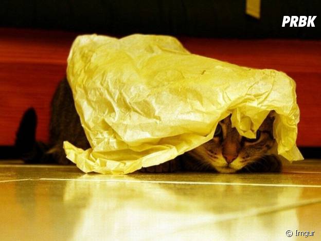 Photos Les Chats Les Plus Nuls A Cache Cache Purebreak