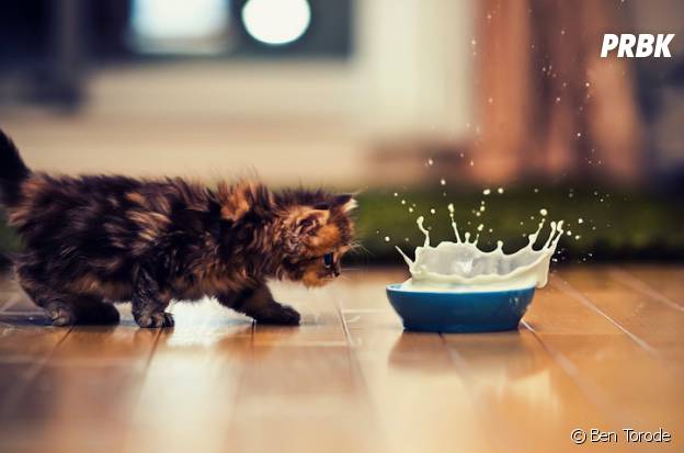 Photos Arretez Tout Voici Daisy Le Chat Le Plus Mignon D Internet Purebreak Photos Arretez Tout Voici Daisy Le Chat Le Plus Mignon D Internet Purebreak