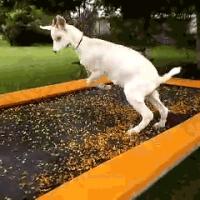 [GIFS] 15 animaux qui savent s&#039;éclater sur un trampoline