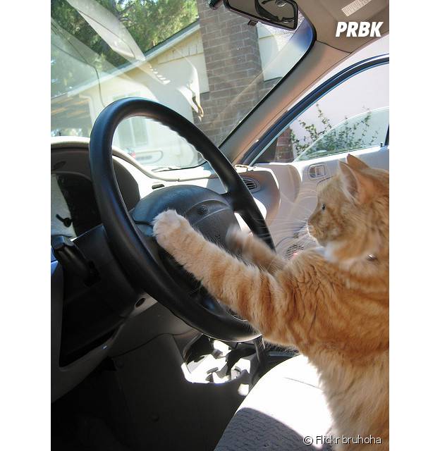 Photos 15 Animaux Bien Trop Credibles Au Volant Purebreak