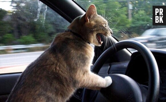 chat énervé au volant