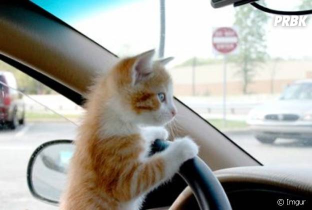 Photos 15 Animaux Bien Trop Credibles Au Volant Purebreak Photos 15 Animaux Bien Trop Credibles Au Volant Purebreak