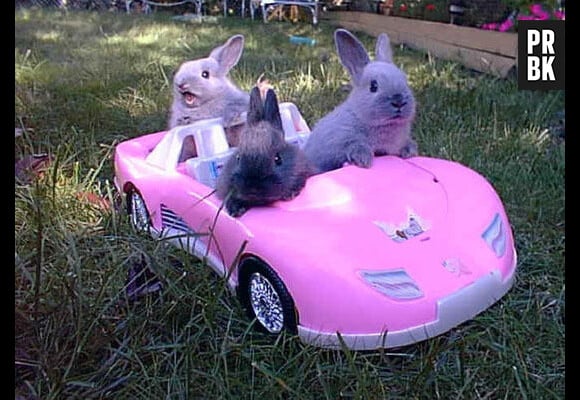 Des lapins dans un cabriolet rose