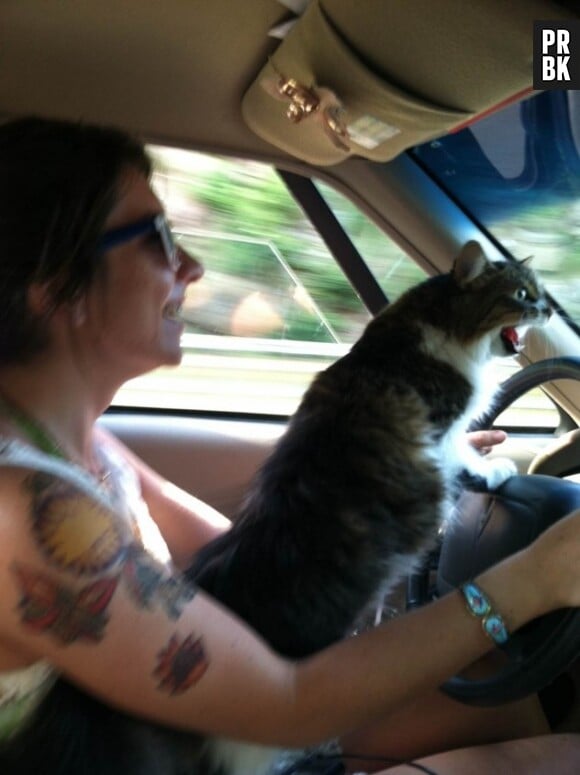 Un chat qui hurle en voiture