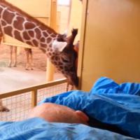 [CUTE] Emouvant : une girafe dit adieu à un employé de zoo atteint d&#039;un cancer