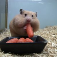 [FUN] L&#039;impressionnante déformation d&#039;un hamster après avoir mangé cinq carottes