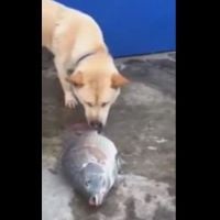 [CUTE] Un chien tente de sauver des poissons... fraîchement pêchés