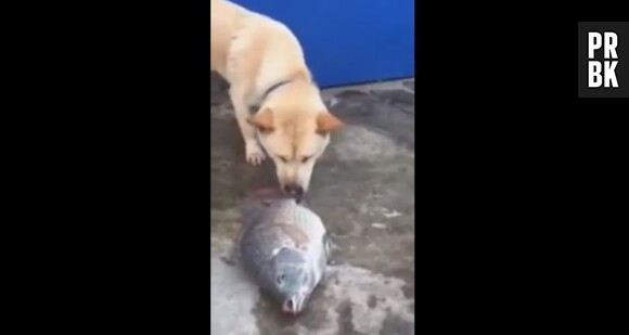 Un chien essaye de sauver des poissons qui viennent d'être péchés : la vidéo cute