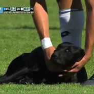 Un chien interrompt un match de foot... pour réclamer des caresses !