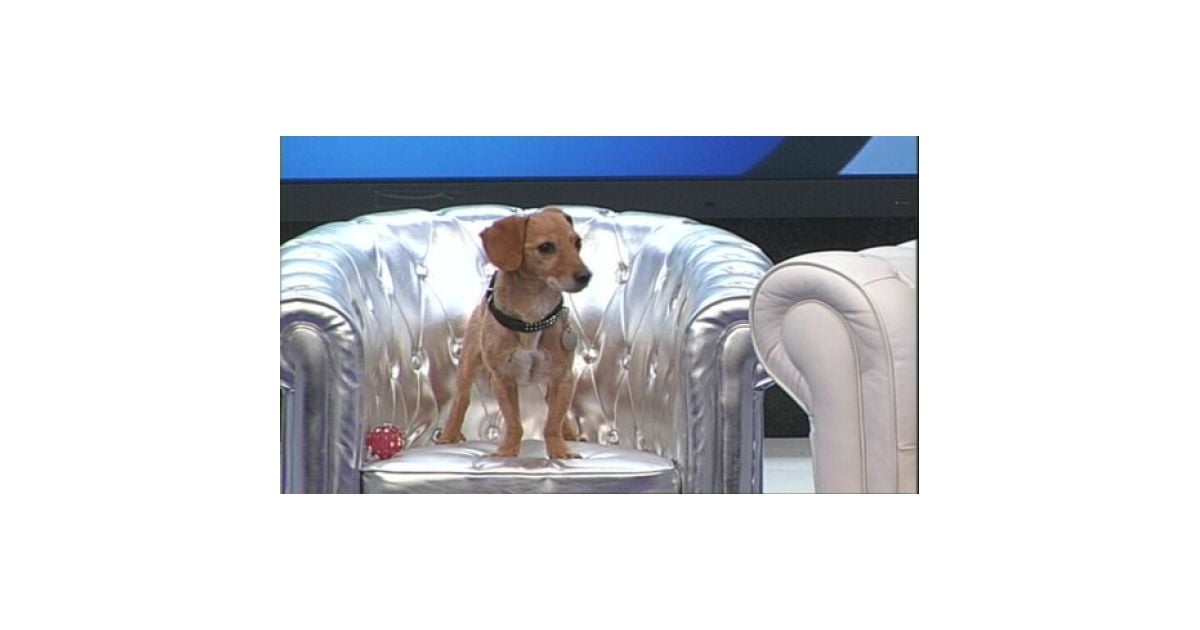 Secret Story Saucisse Le Chien Candidat De La Saison 3