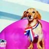 Secret Story : Saucisse, le chien candidat de la saison 3 est mort