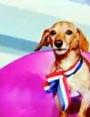 Secret Story : Saucisse, le chien candidat de la saison 3 est mort