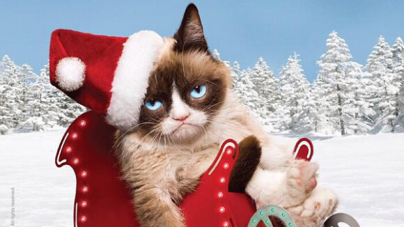 Grumpy Cat : le chat qui valait 100 millions d'euros
