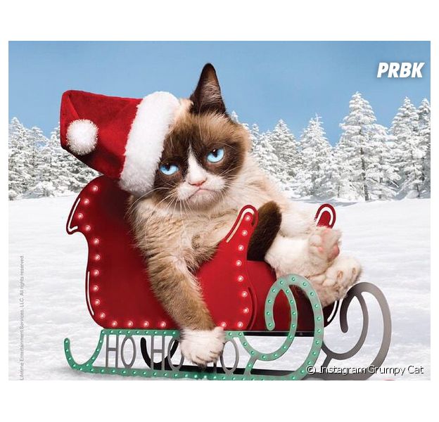Grumpy Cat Le Chat Qui Valait 100 Millions D Euros Purebreak Grumpy Cat Le Chat Qui Valait 100 Millions D Euros Purebreak
