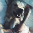  Caroline Receveur : une adorable photo de son chien Island 
