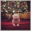 Demi Lovato : gaga de son petit chien, reçu en cadeau pour Noël 2014