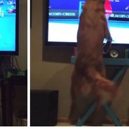 Craquant : un chien est complètement accro au tennis à la télé
