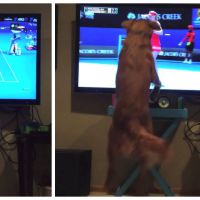 Craquant : un chien est complètement accro au tennis à la télé