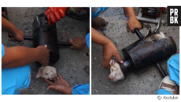 Des sauveteurs thaïlandais libèrent un chien prisonnier d&#039;une conduite en métal.